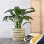 Peace Lily - Sensation - Extra Large - 35CM Pot In 40CM Fundo Palm Leaf Basket