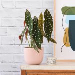 Polka Dot Begonia - In Millennial Pink Moon Planter