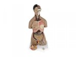 Torso Male & Female Torso