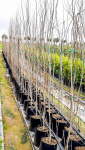 Populus Simonii 20LT Poplar Tree