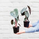 Elephant Ear - Pink Dragon - 19CM Nursery Pot XL Plant - 2 Plants Per Pot
