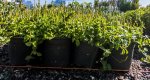Asystasia Gangetica 17CM Groundcover
