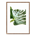 Delicious Monster Leaf Iv - A4