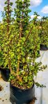 Portulacaria Afra Spekboom 10LT