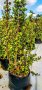 Portulacaria Afra Spekboom 10LT
