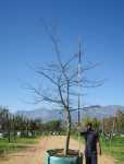 Celtis Sinensis 200LT Tree