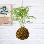LaCie Lace Fern Mossball