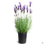 5X Lavender 4L