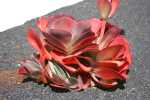 Kalanchoe Luciae 9CM Pot