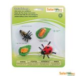 Safariology Life Cycle Of A Ladybug