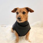 The Weekend Dog Jersey - Xxs Extra Length