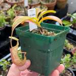 Tropical Pitcher Nepenthes Rokko - 8-13CM Leaf Span In 9CM Plastic Pot