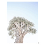 Quiver Tree Art Print - A1