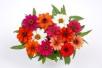 Zinnia Profusion Mix Seed - 10 Raw Seed