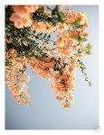 Assos Blooms Art Print - A4
