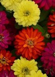 Zinnia Zahara Double Brilliant Mix Seed - 500 Raw Seed