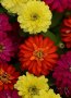 Zinnia Zahara Double Brilliant Mix Seed - 500 Raw Seed