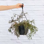 Hairy Stemmed Rhipsalis - 20CM Hanging Nursery Pot