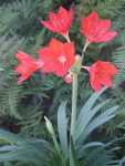 Cyrtanthus Elatus George Lily 4LT
