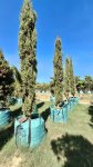 Cupressus Sempervirens Stricta 500LT