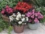 Begonia Eris 6 Pack Tray