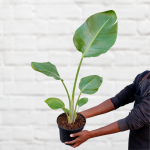 Wild Banana - 20CM Nursery Pot +- 80CM Tall