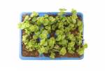 Click & Plant Online Nursery
