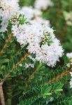 Click & Plant Online Nursery