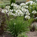 Agapanthus 4 Litres - White