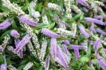 Click & Plant Online Nursery