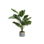 Chinese Evergreen 63CM