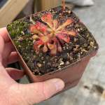 Sundew Drosera Venusta - Dormant Plant. 7.5CM Plastic Container.