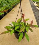 Hoya Publicalyx 20CM H b