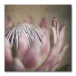 Protea Still Square 3 Art Print - 30 X 30CM No Frame Print Only
