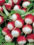 Radish Sparkler Seed - 100 G Raw Seed