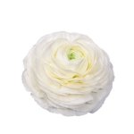 Ranunculus Elegance Bianco White Seed - 250 Raw Seed