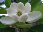 Magnolia Grandiflora 1000LT