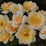 Pannacottarose 5LT