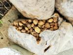 Pebbles 20 Kg Bag Gauteng Only - Brown Sand 25 Mm
