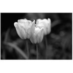 Tulips Black And White Art Photography Print Wall Canvas 1200 X 800