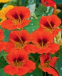 Nasturtium Globe Of Fire Seed - 10 G Raw Seed