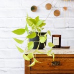 Pothos - Neon - 20CM Hanging Nursery Pot