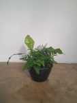 Mixed Fern Bowl 20CM