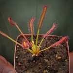 Sundew Drosera Capensis - Typical. Small To Medium Plant. 7.5CM Plastic Container.