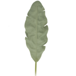 Banana Leaf 28X5X140 Green