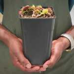 Venus Fly Trap 'pan's Princess' - Dormant Plant. 12CM Plastic Container.
