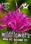 I-spy Wildflowers - Spy It Score It   Paperback