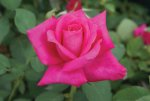 Peter Frankenfeld Hybrid Tea Rose 5LT