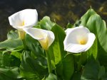 Arum Lily 3 Litres