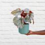 Begonia Rex - Silver Splash - In Migo Teal 16CM Ceramic Planter